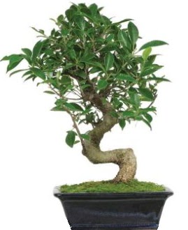 Bonsai saks� bitkisi japon a�ac�  Ankara 14 �ubat �i�ek sipari�i vermek 