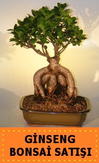 Ginseng bonsai sat japon aac  Ankara 14 ubat cicek , cicekci 