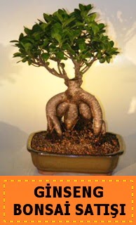 Ginseng bonsai sat��� japon a�ac�  Ankara 14 �ubat cicek , cicekci 