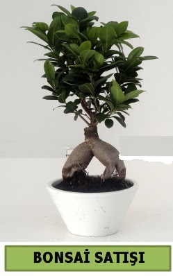 Bonsai japon a�ac� sat���  Ankara 14 �ubat �i�ek servisi , �i�ek�i adresleri 