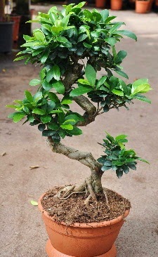 Orta boy bonsai saks bitkisi  Ankara 14 ubat internetten iek siparii 