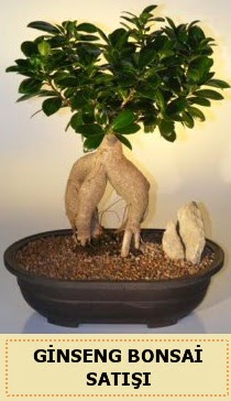�thal Ginseng bonsai sat��� japon a�ac�  Ankara 14 �ubat �i�ek sipari�i sitesi 