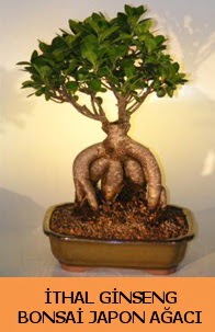thal japon aac ginseng bonsai sat  Ankara 14 ubat nternetten iek siparii 