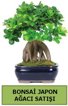 Bonsai japon a�ac� sat���  Ankara 14 �ubat sevgililer g�n� �i�ek sat��� 