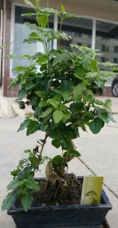 Bonsai japon a�ac� saks� bitkisi  Ankara 14 �ubat �i�ek sipari�i vermek 