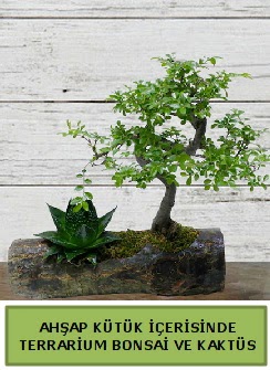 Ahap ktk bonsai kakts teraryum  Ankara 14 ubat internetten iek siparii 