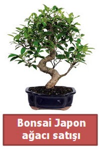 Japon aac bonsai sat  Ankara 14 ubat iek siparii sitesi 