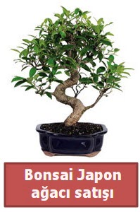 Japon a�ac� bonsai sat���  Ankara 14 �ubat �i�ek sipari�i sitesi 