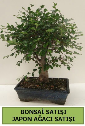 Minyatr bonsai japon aac sat  Ankara 14 ubat iek gnderme sitemiz gvenlidir 