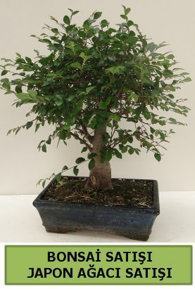 Minyat�r bonsai japon a�ac� sat���  Ankara 14 �ubat �i�ek g�nderme sitemiz g�venlidir 