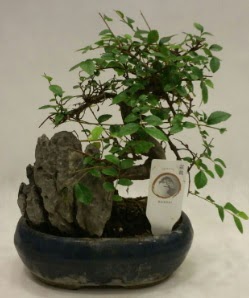 thal 1.ci kalite bonsai japon aac  Ankara 14 ubat sevgililer gn iek sat 