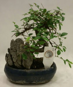 �thal 1.ci kalite bonsai japon a�ac�  Ankara 14 �ubat sevgililer g�n� �i�ek sat��� 