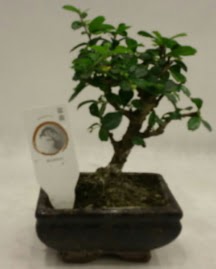 Kk minyatr bonsai japon aac  Ankara 14 ubat iek gnderme 
