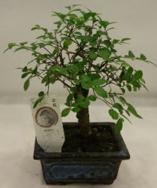 Minyat�r ithal japon a�ac� bonsai bitkisi  Ankara 14 �ubat sevgililer g�n� �i�ek sat��� 