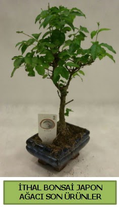 �thal bonsai japon a�ac� bitkisi  Ankara 14 �ubat hediye sevgilime hediye �i�ek 