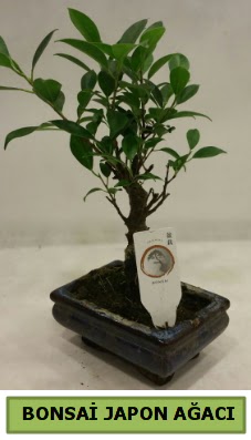 Bonsai japon a�ac� saks� bitkisi  Ankara 14 �ubat �i�ek servisi , �i�ek�i adresleri 