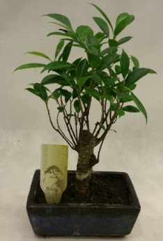 Japon aac bonsai bitkisi sat  Ankara 14 ubat ieki telefonlar 