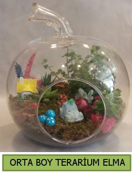 Orta boy terarium elma 5 kakt�s  Ankara 14 �ubat �i�ek ma�azas� , �i�ek�i adresleri 
