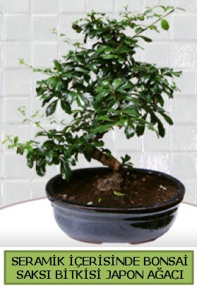 Seramik vazoda bonsai japon a�ac� bitkisi  Ankara 14 �ubat �i�ek sipari�i sitesi 