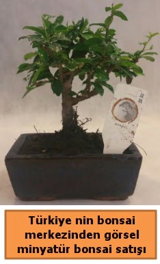 Japon aac bonsai sat ithal grsel  Ankara 14 ubat iek yolla ieki 