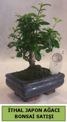 thal japon aac bonsai bitkisi sat  Ankara 14 ubat ieki telefonlar 