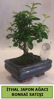 �thal japon a�ac� bonsai bitkisi sat���  Ankara 14 �ubat �i�ek�i telefonlar� 