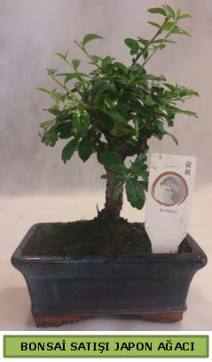Minyatr bonsai aac sat  Ankara 14 ubat iek gnderme 