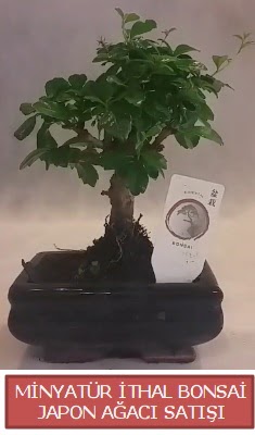 K���k g�rsel bonsai japon a�ac� bitkisi  Ankara 14 �ubat �i�ek , �i�ek�i , �i�ek�ilik 