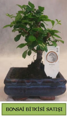 Bonsai ithal g�rsel minyat�r japon a�ac�  Ankara 14 �ubat ucuz �i�ek g�nder 