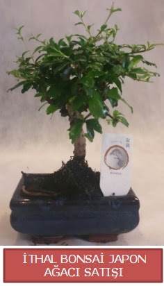 �thal k���k boy minyat�r bonsai a�a� bitkisi  Ankara 14 �ubat �i�ek�i telefonlar� 
