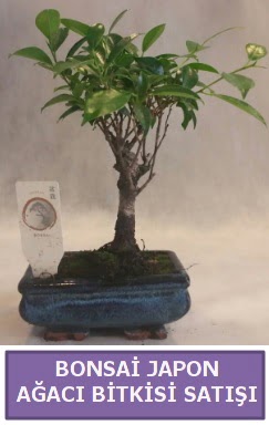 �thal Bonsai japon a�ac� bitkisi sat���  Ankara 14 �ubat �nternetten �i�ek sipari�i 