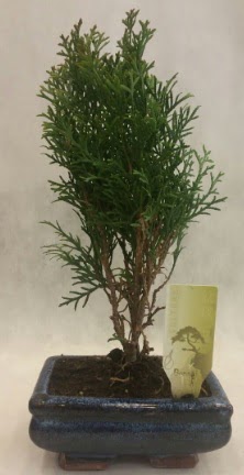SINIRLI SAYIDA �R�N Selvi Bonsai  Ankara 14 �ubat �nternetten �i�ek sipari�i 