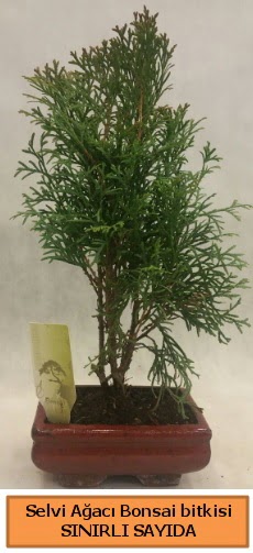 Selvi aac bonsai japon aac bitkisi  Ankara 14 ubat sevgililer gn iek sat 