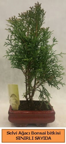 Selvi a�ac� bonsai japon a�ac� bitkisi  Ankara 14 �ubat sevgililer g�n� �i�ek sat��� 