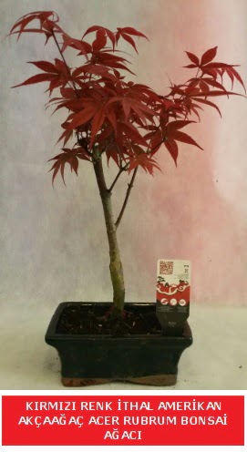 �THAL ACER RUBRUM BONSA� A�ACI  Ankara 14 �ubat �i�ek g�nderme sitemiz g�venlidir 