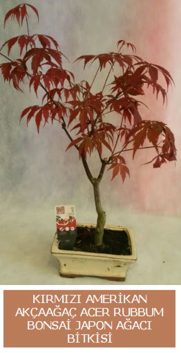 Amerikan akaaa Acer Rubrum bonsai  Ankara 14 ubat uluslararas iek gnderme 