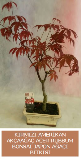 Amerikan ak�aa�a� Acer Rubrum bonsai  Ankara 14 �ubat uluslararas� �i�ek g�nderme 