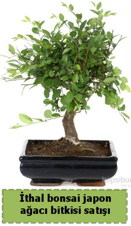thal bonsai saks iei Japon aac sat  Ankara 14 ubat nternetten iek siparii 