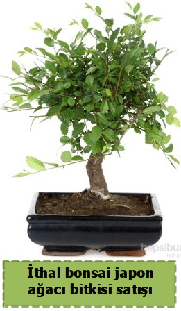 �thal bonsai saks� �i�e�i Japon a�ac� sat���  Ankara 14 �ubat �nternetten �i�ek sipari�i 