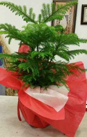 Salon �am� Araucaria Heterophylla bitkisi  Ankara 14 �ubat �nternetten �i�ek sipari�i 