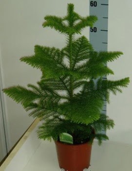 60 cm Salon �am� araucaria heterophylla  Ankara 14 �ubat �i�ek g�nderme 