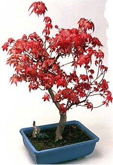 Amerikan akaaa bonsai bitkisi  Ankara 14 ubat iek yolla ieki 