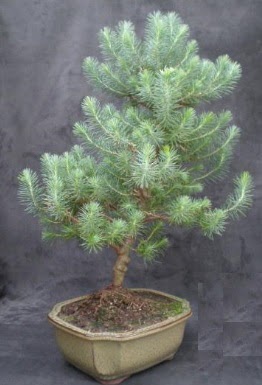 Bonsai �am a�ac� japon a�ac� bitkisi  Ankara 14 �ubat �i�ek g�nderme sitemiz g�venlidir 