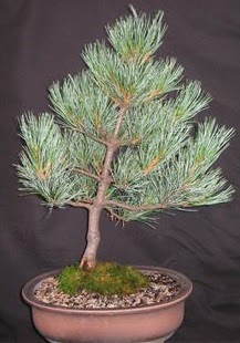 Bonsai �am a�ac� japon a�ac� bitkisi  Ankara 14 �ubat �i�ek sipari�i sitesi 
