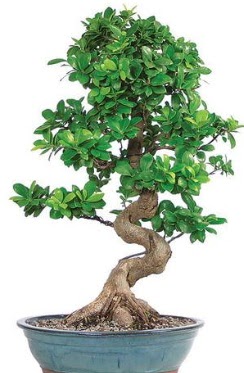 Yaklak 70 cm yksekliinde ithal bonsai  Ankara 14 ubat ieki telefonlar 