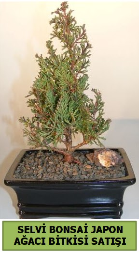 Selvi �am japon a�ac� bitkisi bonsai  Ankara 14 �ubat �i�ek�i telefonlar� 