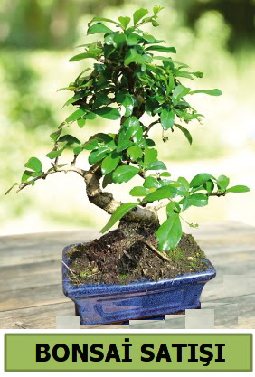 am bonsai japon aac sat  Ankara 14 ubat sevgililer gn iek sat 