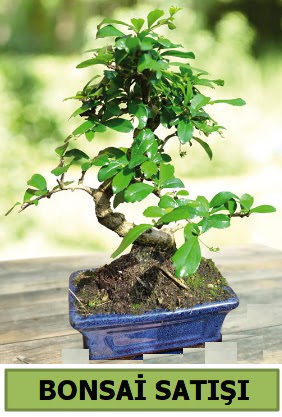 �am bonsai japon a�ac� sat���  Ankara 14 �ubat sevgililer g�n� �i�ek sat��� 