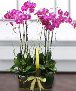 7 dall mor lila orkide  Ankara 14 ubat iek gnderme sitemiz gvenlidir 