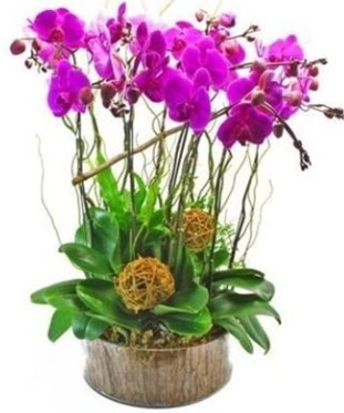 Ahap ktkte lila mor orkide 8 li  Ankara 14 ubat internetten iek sat 